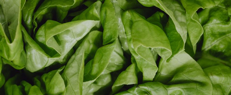 kaboompics_fresh-green-lettuce-background-28551